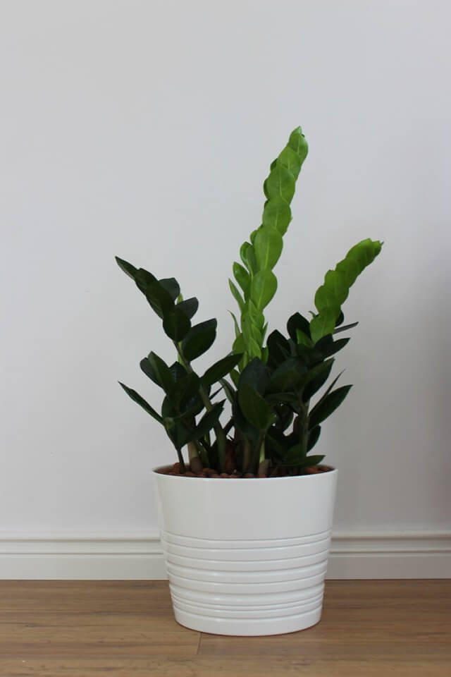 plants shop product gallery img 19 plants shop product gallery img 19